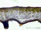 Parmelina tiliacea (Hoffm.) Hale