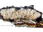 Arthonia cinnabarina (DC.) Wallr.