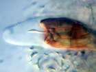 Arthopyrenia punctiformis (Pers.) Massal.