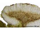 Bacidia arnoldiana Körb.