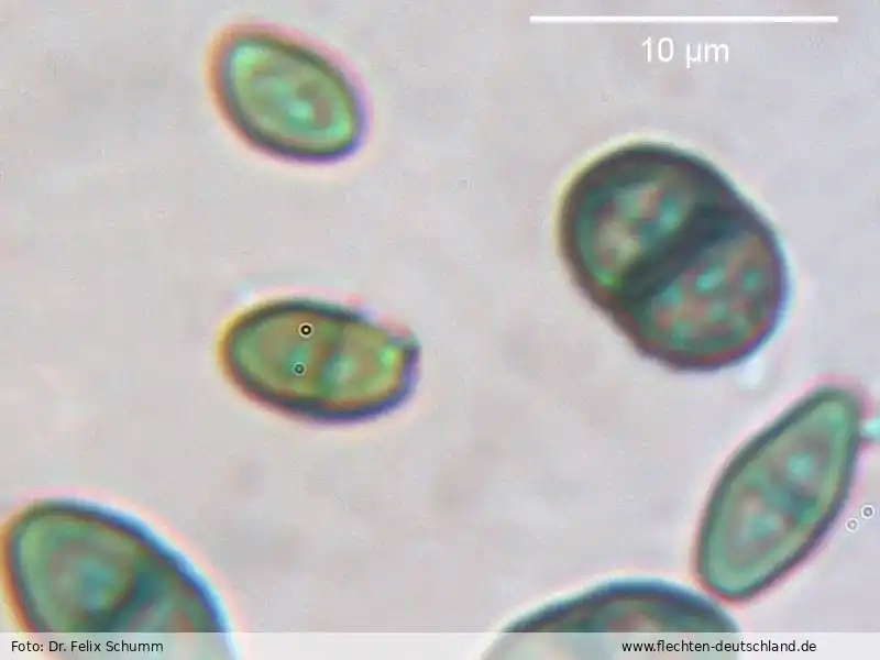 Querschnitt Fruchtkörper | Foto von Dr. Felix Schumm