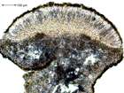 Caloplaca biatorina (A. Massal.) J. Steiner