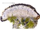 Caloplaca holocarpa (Hoffm.) A. E. Wade