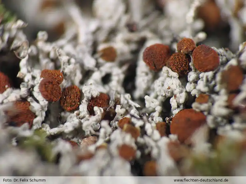 Habitus | Foto von Dr. Felix Schumm