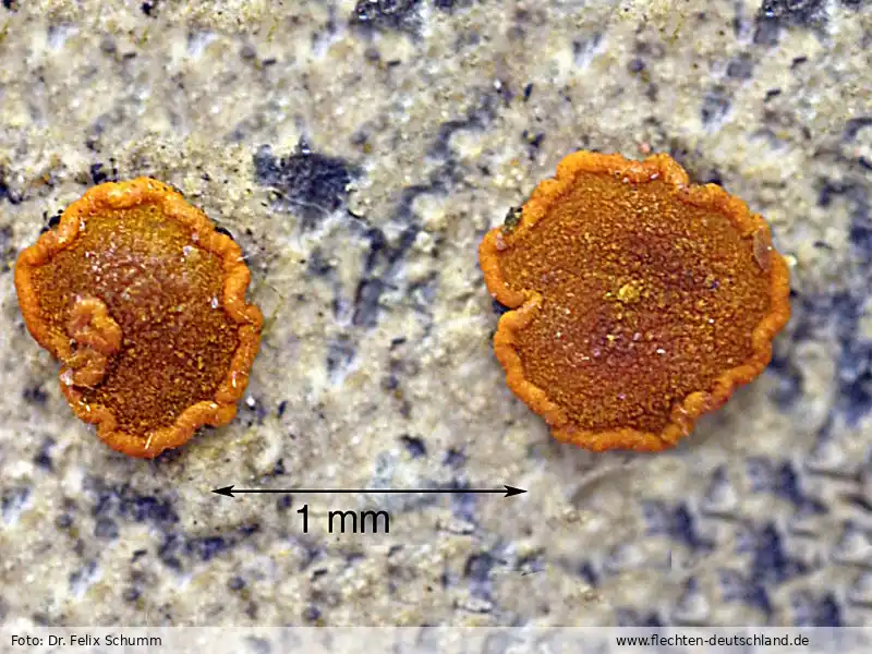 Fotografie Caloplaca ferruginea (Huds.) Th. Fr.