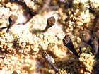 Chaenotheca ferruginea (Turner ex Sm.) Mig.