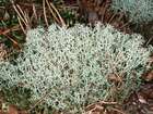 Cladonia portentosa (Dufour) Coem.