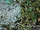 Cladonia rangiformis Hoffm.