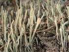 Cladonia subulata (L.) Weber ex F. H. Wigg.