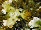 Cladoniicola staurospora Diederich, van den Boom & Aptroot