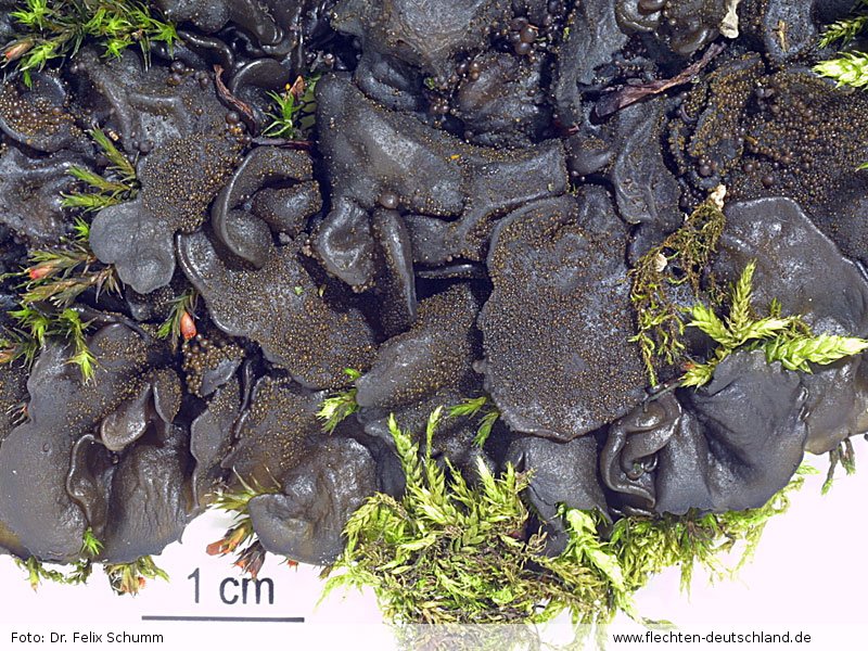 Verbreitung Collema auriforme (With.) Coppins & J. R. Laundon