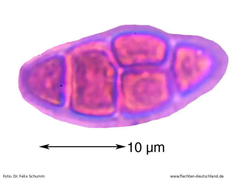 Querschnitt Fruchtkörper | Foto von Dr. Felix Schumm