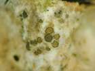 Corticifraga peltigerae (Fuckel) D. Hawksw. & R. Sant.