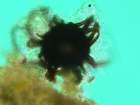 Echinothecium cladoniae Keissl.