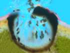 Endococcus stigma auct.