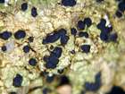 Epilichen scabrosus (Ach.) Clem.