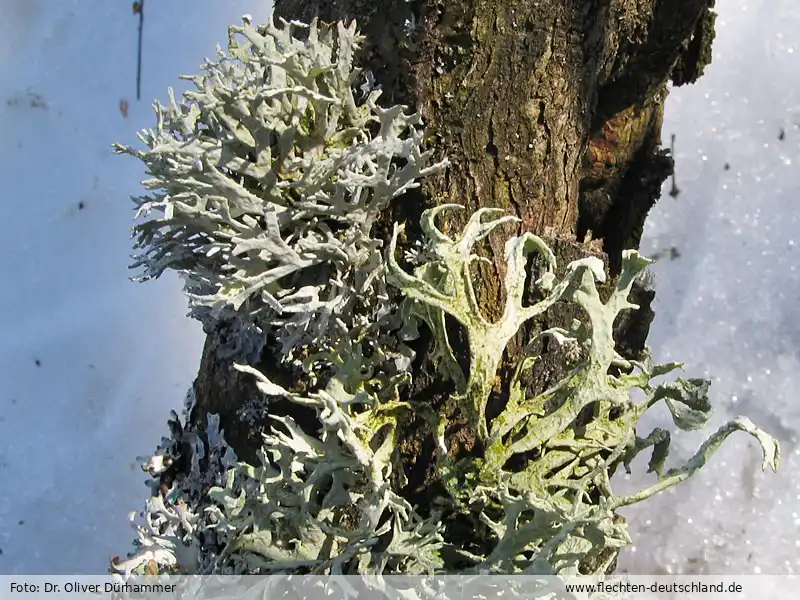 Fotografie Evernia prunastri (L.) Ach.