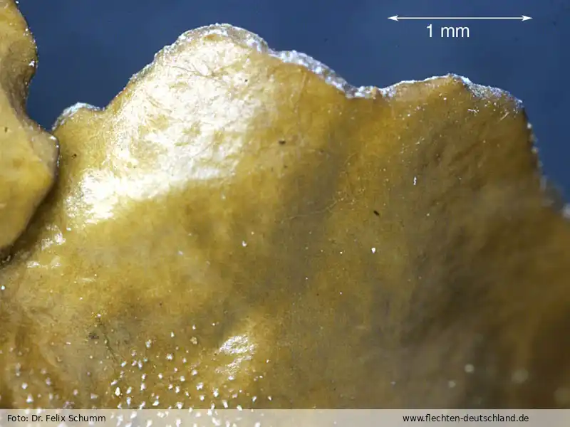 Mikromerkmale | Foto von Dr. Felix Schumm