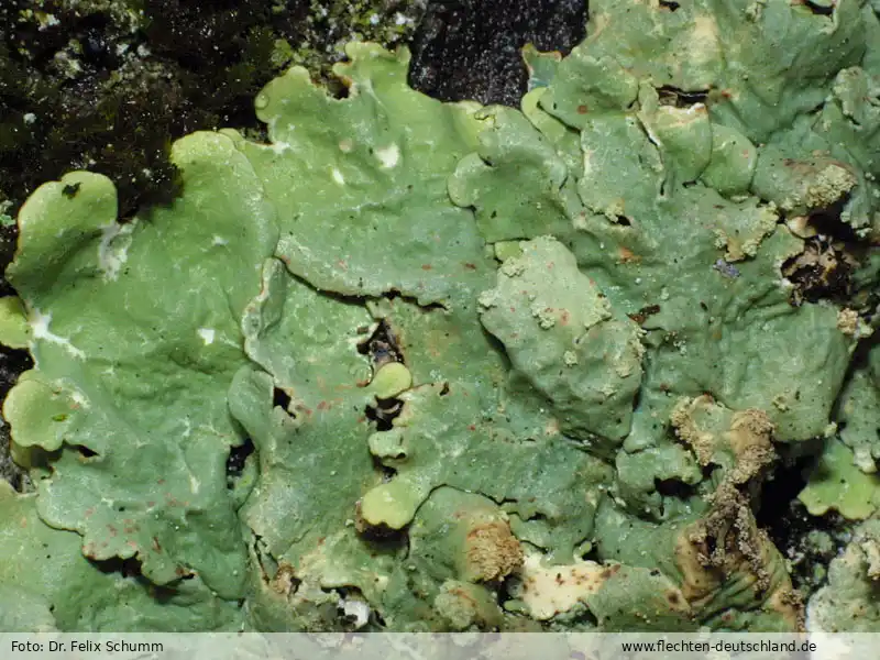 Fotografie Flavopunctelia flaventior (Stirt.) Hale