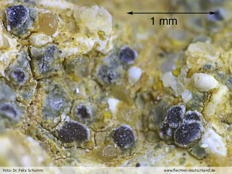 Habitus | Foto von Dr. Felix Schumm