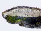 Lecanora saligna (Schrad.) Zahlbr.