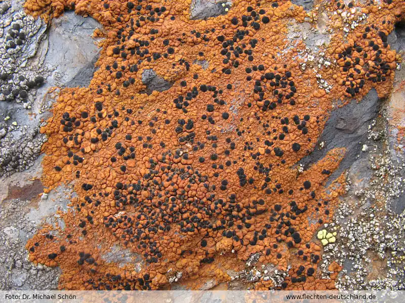 Fotografie Lecidea silacea (Hoffm.) Ach.