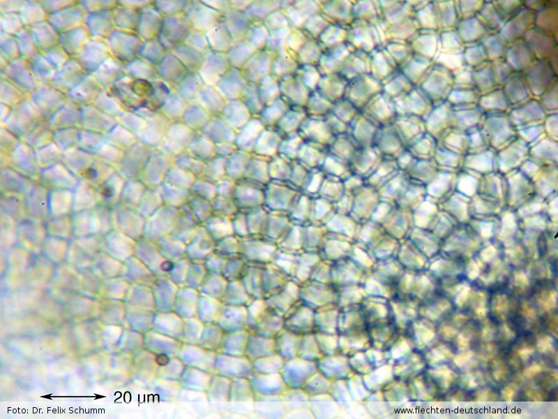 Verbreitung Leptogium lichenoides (L.) Zahlbr. Startseite Mezzanine