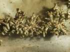 Lobaria pulmonaria (L.) Hoffm.