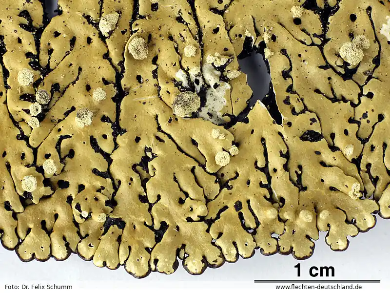 Habitus | Foto von Dr. Felix Schumm