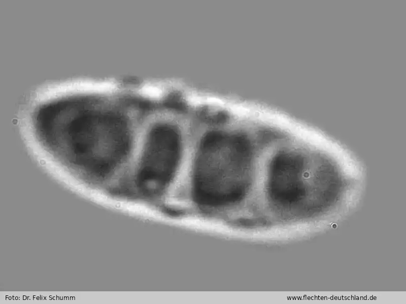 Querschnitt Fruchtkörper | Foto von Dr. Felix Schumm