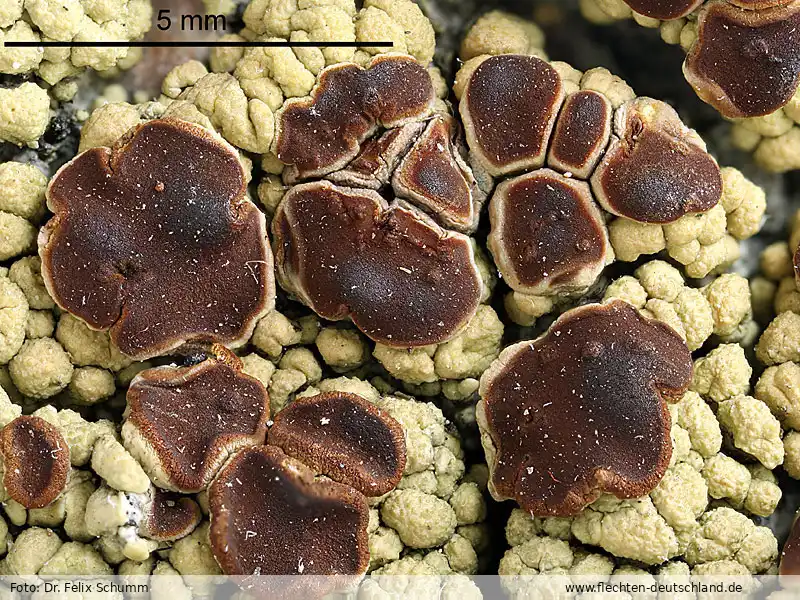Habitus | Foto von Dr. Felix Schumm