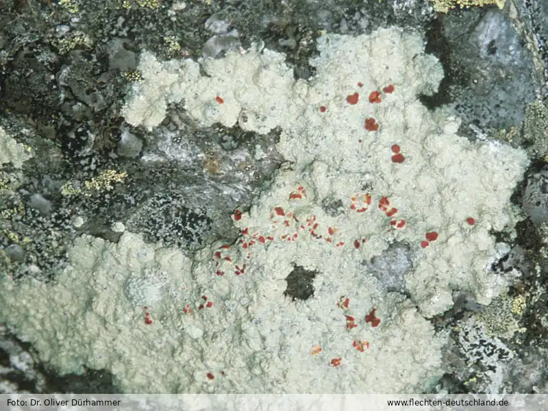 Habitus | Foto von Dr. Oliver Dürhammer