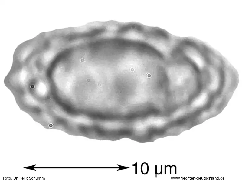 Querschnitt Fruchtkörper | Foto von Dr. Felix Schumm