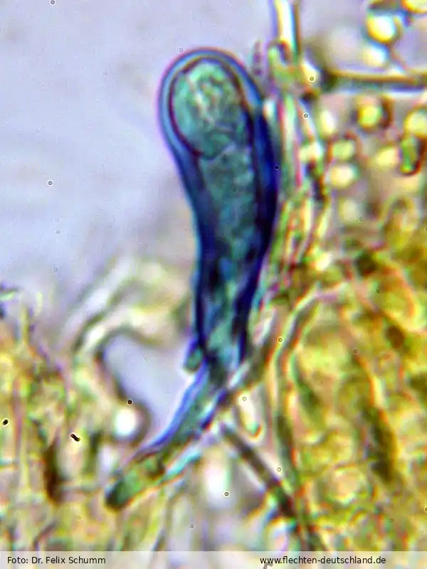 Sporen | Foto von Dr. Felix Schumm