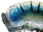 Pannaria rubiginosa (Thunb. ex Ach.) Delise
