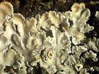 Pannaria rubiginosa (Thunb. ex Ach.) Delise