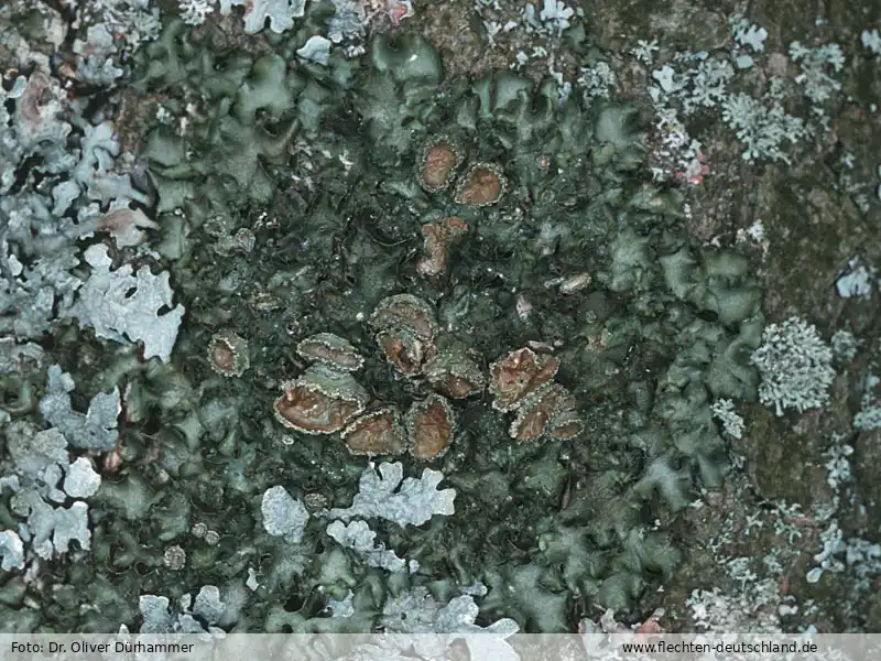 Habitus | Foto von Dr. Oliver Dürhammer