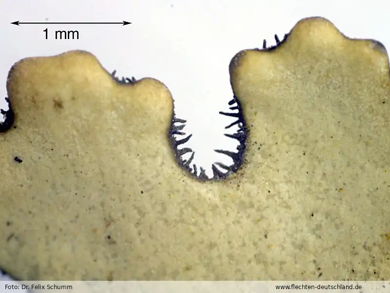 Habitus | Foto von Dr. Felix Schumm