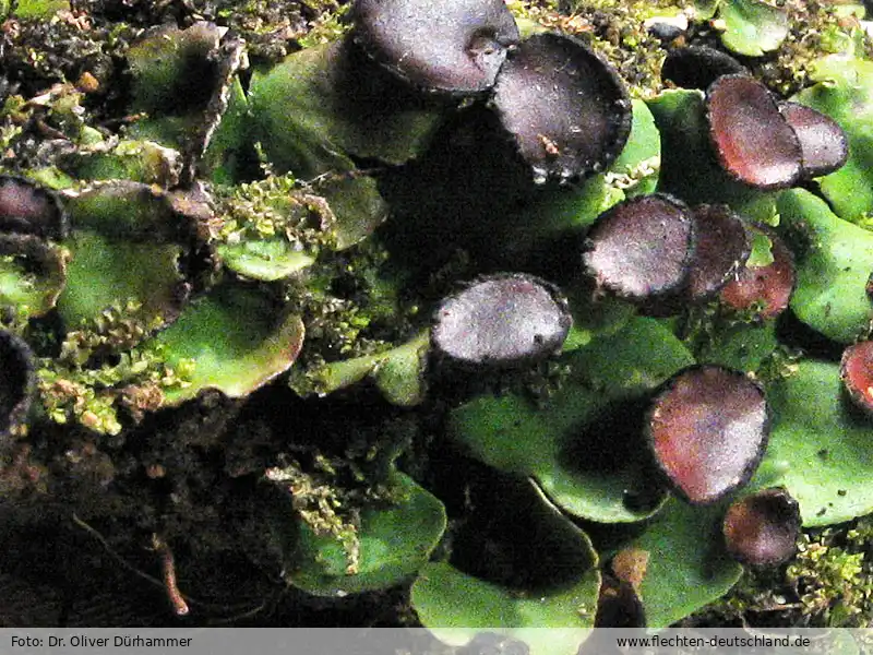 Habitus | Foto von Dr. Oliver Dürhammer