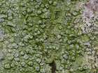 Pertusaria leioplaca DC.