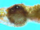 Phoma epiphyscia Vouaux