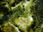 Pyrenidium actinellum Nyl.