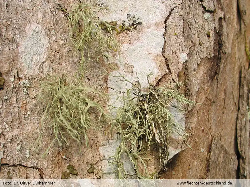 Habitus | Foto von Dr. Oliver Dürhammer