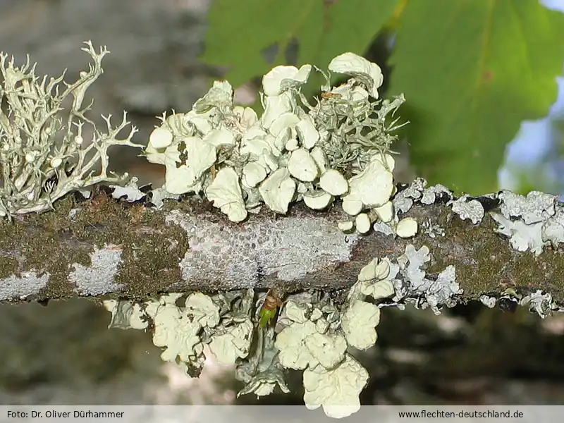 Habitus | Foto von Dr. Oliver Dürhammer
