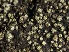 Rinodina aspersa (Borrer) J. R. Laundon