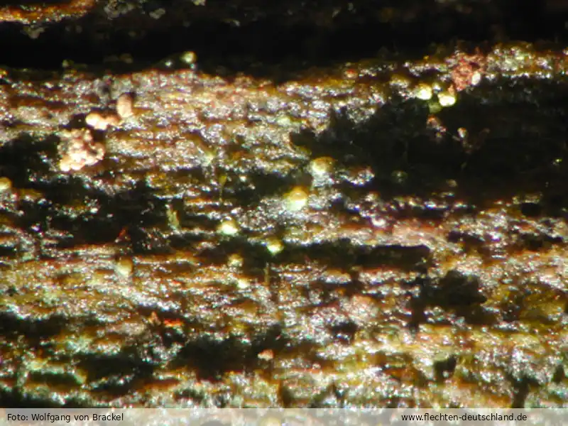Habitus | Foto von Wolfgang von Brackel