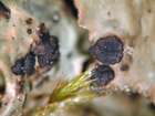 Tremella cetrariicola Diederich & Coppins