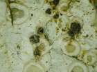 Unguiculariopsis thallophila (P. Karst.) W. Y. Zhuang
