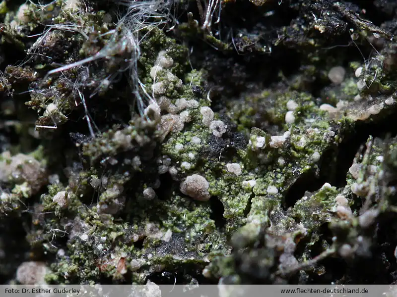 Habitus | Foto von Dr. Esther Guderley