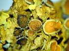 Xanthoriicola physciae (Kalchbr.) D. Hawksw.